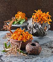 Dendrobium Stardust flowers in bowls