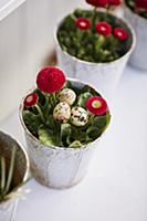 Three quail eggs in flower pot planted with red be