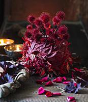 Red-dyed small teasel seed heads and Japanese mapl