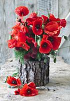 Bouquet of poppies