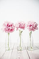 Peonies in glass bottles