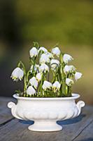 Spring snowflakes planted in ceramic bowl