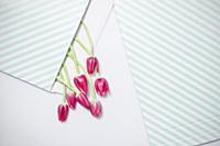 Pink tulips in striped envelope