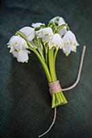 Posy of spring snowflake flowers