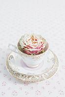 Rose in collector's teacup