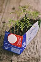 Cosmos seedlings growing in reused Tetra Pak carto