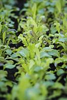 Row of cut-and-come-again lettuce