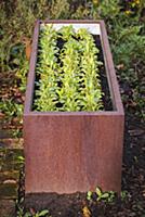 Cut-and-come-again lettuce in planter