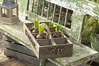 Hyacinth bulbs in compartments of tray on garden b