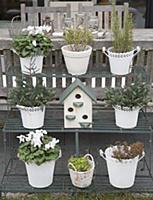 White plant pots and bird nesting box on plant sta