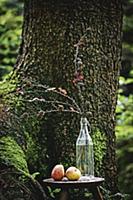 Larch branches in glass bottle in front of tree in