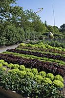 Lettuces (lollo) and strawberries in raised bed in