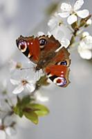 Peacock butterfly on branch of mirabelle plum blos