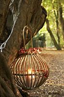 Lantern hanging on tree trunk in autumn woodland