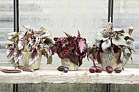 Autumnal arrangement of three different potted Rex