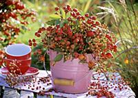 Various types of rose hip in a pink bucket