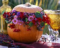 Pumpkin as a vase-aster autumn asters, Tropaeolum 