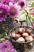 Conkers in wire basket with wooden handle in front