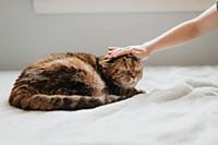 Hand stroking cat's head on bed