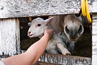 Girl petting spring lamb through gap in pen, cropp