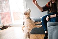 Woman giving dog training treat