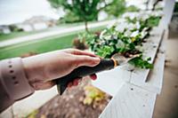 Hand planting ivy with garden trowel