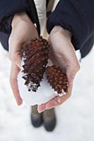 Young woman holding snow covered pine cones, close