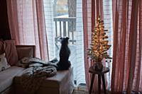 Dog on bed looking out glass door