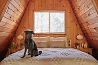 Dog on bed in A-frame house