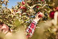 Woman picking apples from tree