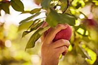 Girl picking apples from tree