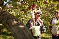 Father and daughter picking apples from tree