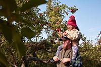 Father and daughter picking apples from tree