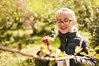 Girl picking apples from tree