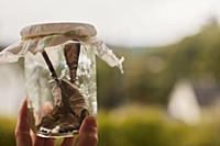 Hand holding Monarch butterfly in jar