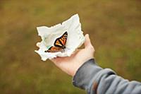 Monarch butterfly on tissue in palm