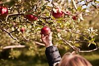 Girl picking apples from tree