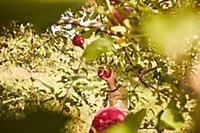 Girl picking apples from tree