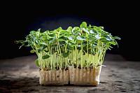 Tahoon Cress