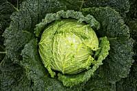 Beautiful cabbage