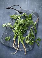 Coriander with roots on a grey marble board