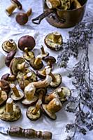 Freshly cut forest edible mushrooms on a towel and