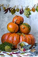 Four small pumpkins lie on a huge pumpkin