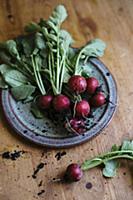 Freshly harvested radishes with soil and drops of 