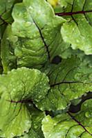 Young beets leaves