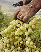 Male hands cutting the grapes during wine harvest