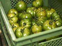 Green tomatoes in a green crate