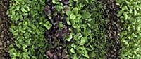 Assorted types of cress in rows