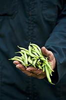 A farmer holding freshly harvested green beans