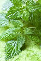 Fresh stinging nettles